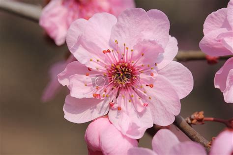 桃花意象